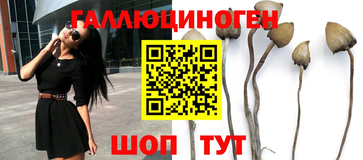 Маркс  Галлюциногенные грибы Psilocybine cubensis  Вход с VPN 